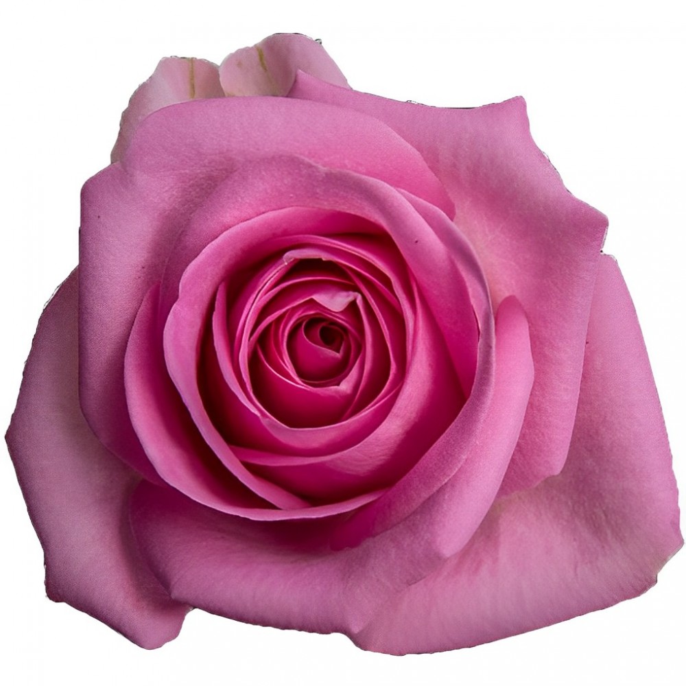 Rose Aqua pink 40 A1 Karen Roses Kenya buy wholesale on M-Flowers