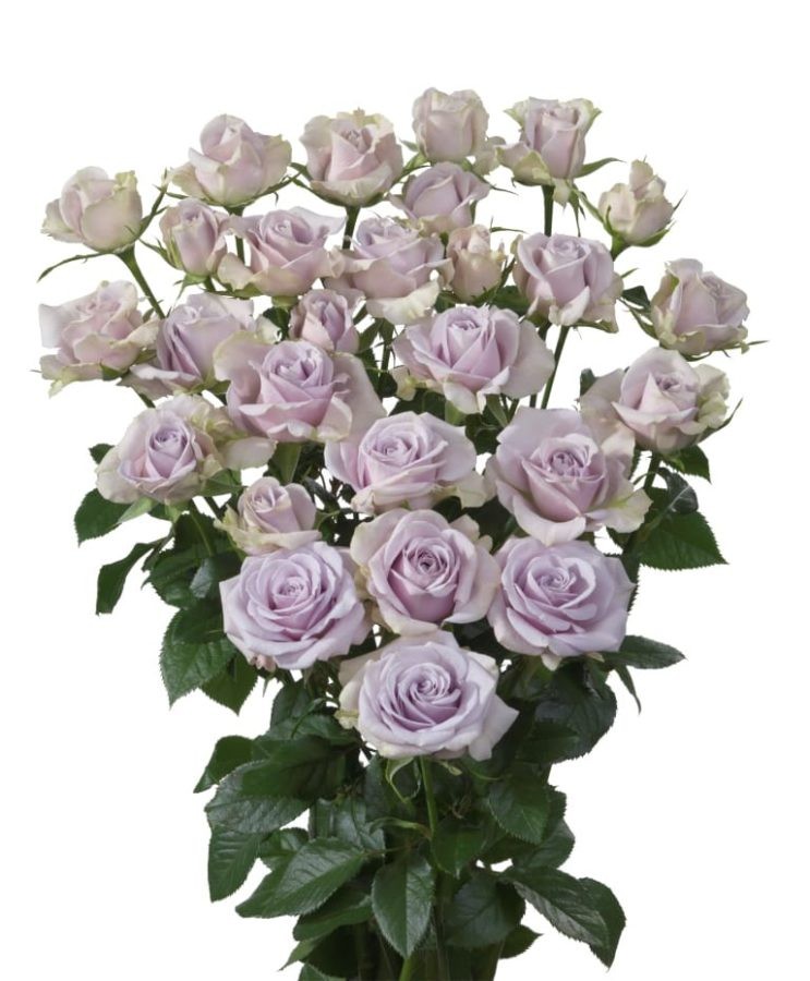 Spray roses Silver Shadow 40 A1 SIAN ROSES KE buy wholesale on M-Flowers