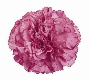 Carnation Amico Lavender multicolor 70 A1  Colombia купить оптом на M-Flowers