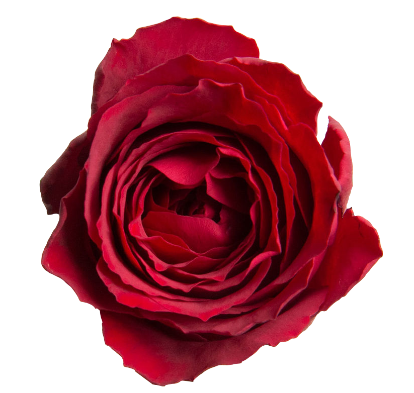 Rose Passionate red 40 A1 Hanna Roses Kenya buy wholesale on M-Flowers