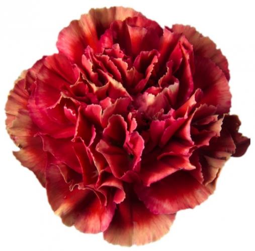 Carnation Piet 70 A1 TIFLOWER EC comprar al por mayor en M-Flowers