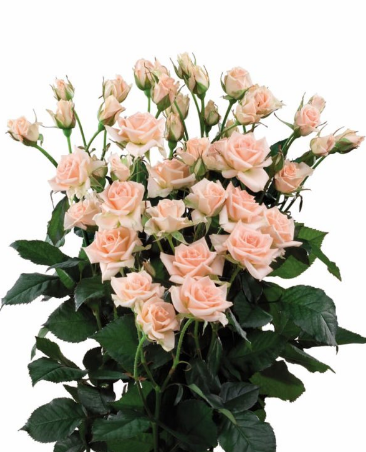 Spray roses Sweet Sarah peach 50 A1 Karen Roses Kenya buy wholesale on M-Flowers