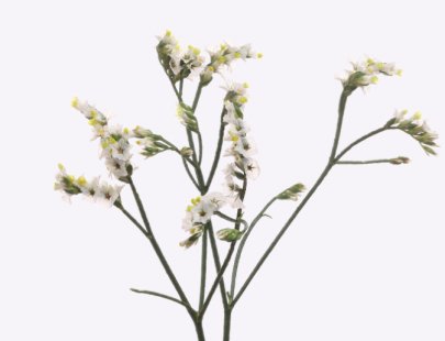 Limonium Cool Diamond white 50 A1 GOLDEN TULIP FARMS LTD Kenya buy wholesale on M-Flowers