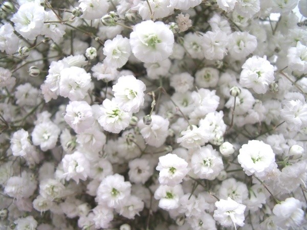 Gypsophila Xlence white 1000 A1 Cantiza Ecuador buy wholesale on M-Flowers