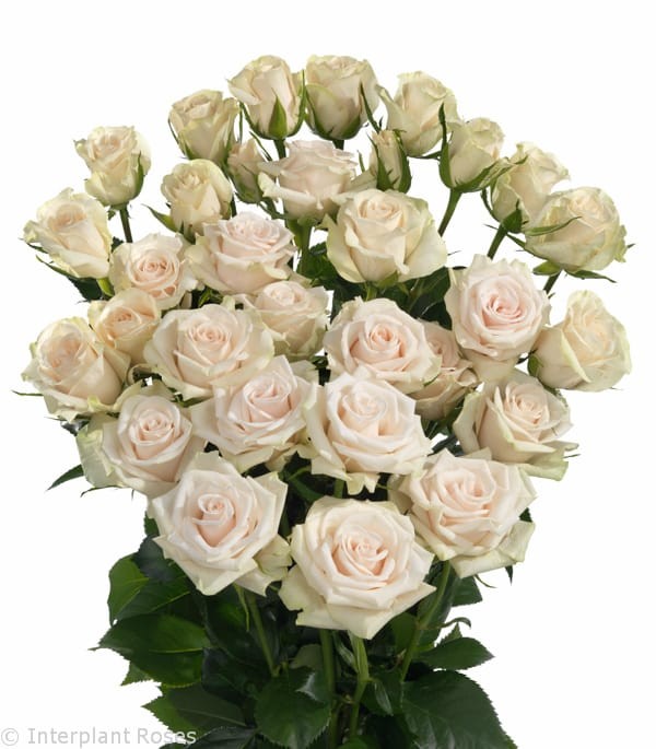 Spray roses Royal Porcelina cream 50 A1 Karen Roses Kenya buy wholesale on M-Flowers