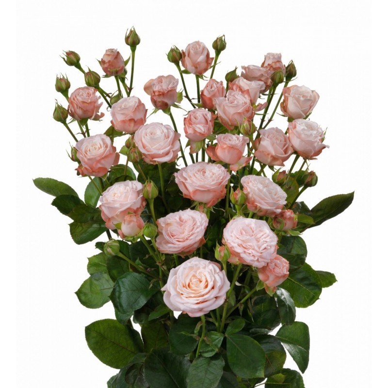 Garden Spray Rose Madam Bombastic light-pink 50 A1 Karen Roses Kenya comprar al por mayor en M-Flowers