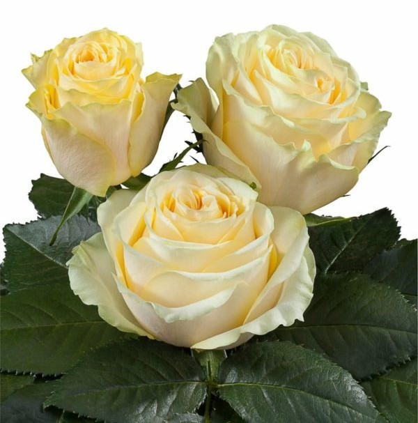 Rose Lemonetti 40 A1 SIERRA FLORA LIMITED KE купить оптом на M-Flowers
