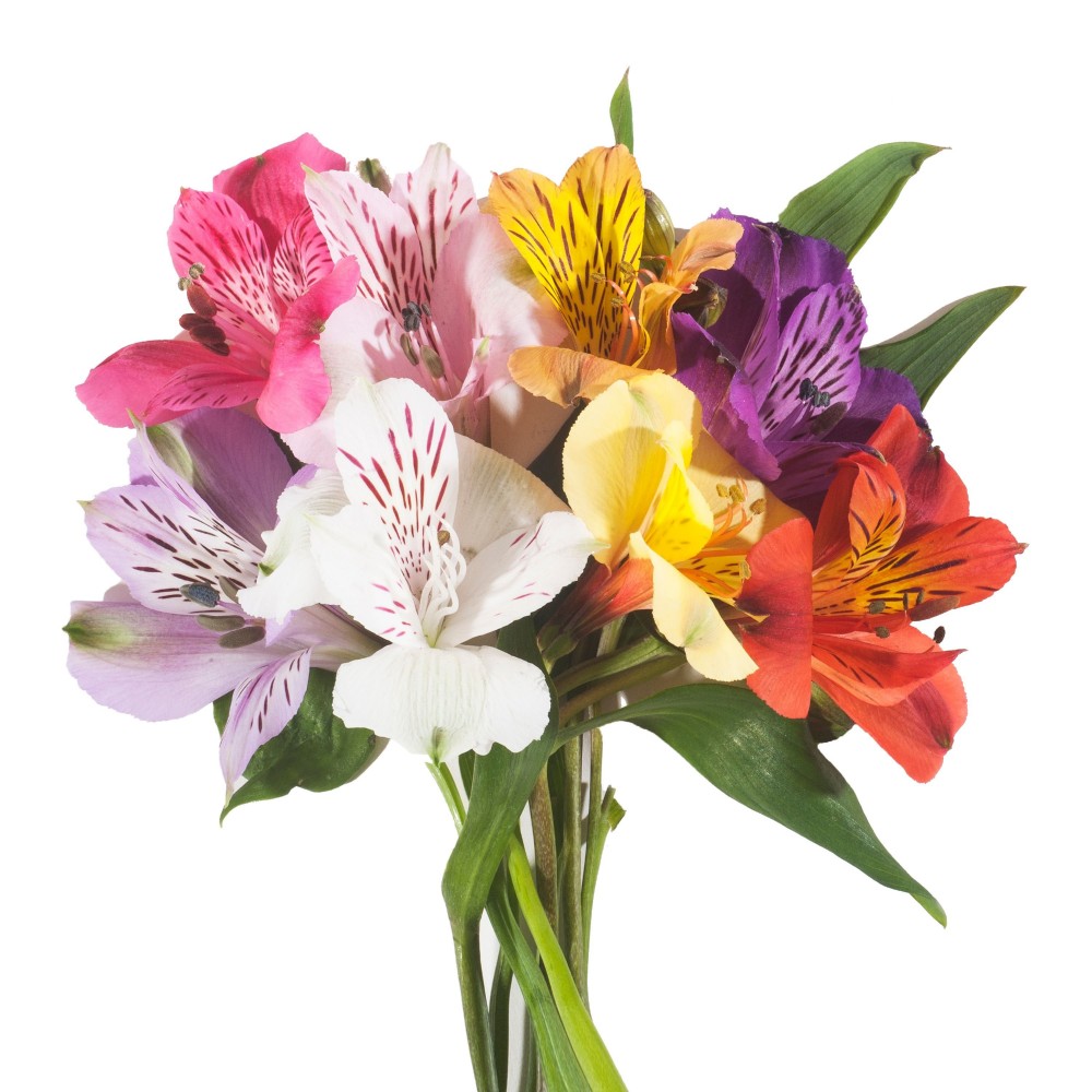 Alstroemeria MIX multicolor 60 A1 Much Flowers Ecuador купить оптом на M-Flowers