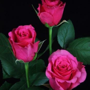 Rose Wild Thing dark-pink 40 A1 Karen Roses Kenya buy wholesale on M-Flowers