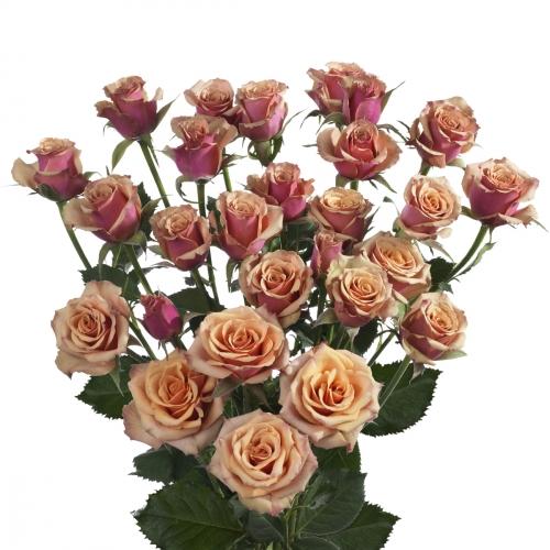 Spray roses Antigua 50 A1 TAMBUZI LTD KE buy wholesale on M-Flowers