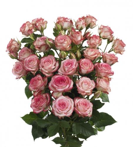 Spray roses Leila multicolor 50 A1 PANOCAL INTERNATIONAL LTD Kenya comprar al por mayor en M-Flowers