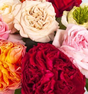 Garden Rose Mix multicolor 40 A1 FRESH EXCHANGE FZCO Kenya buy wholesale on M-Flowers