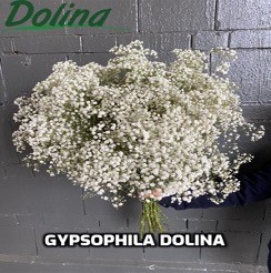 Gypsophila 40Gr Dolina Extra 80 A1 Dolina Israel IL buy wholesale on M-Flowers