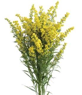 Solidago Sun Glory yellow 80 A1 Dolina Israel Israel buy wholesale on M-Flowers