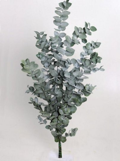 Groen Eucaliptus Cineria 100 A1 QUALIFERUS RU buy wholesale on M-Flowers