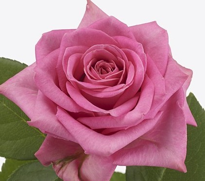 Rose Lovely Pink 40 A1 SIAN ROSES KE buy wholesale on M-Flowers