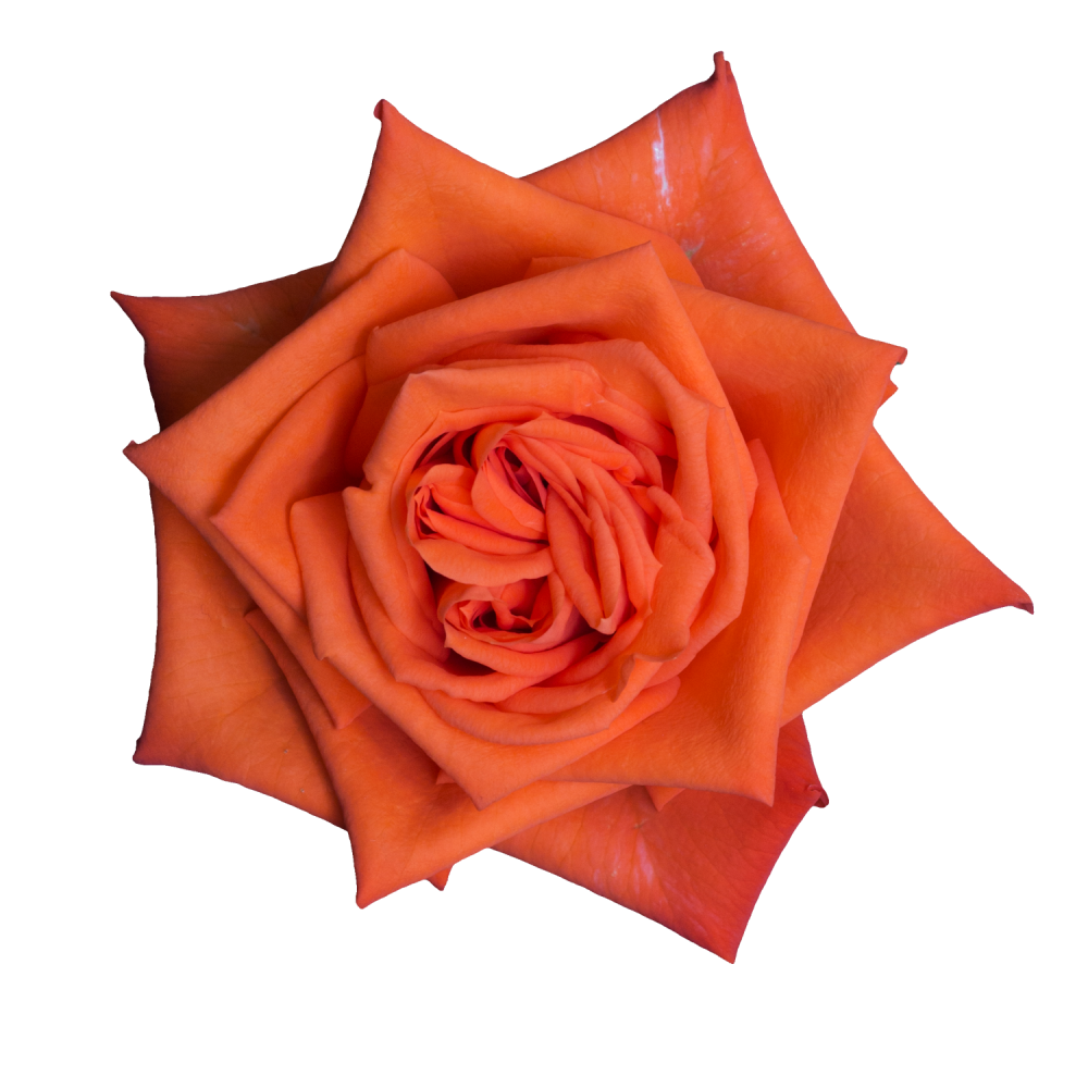 Rose Copa Cabana 40 A1 SIAN ROSES KE buy wholesale on M-Flowers