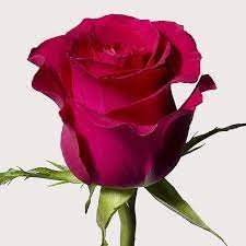 Rose Carise 40 A1 HERITAGE FLOWERS LTD KE comprar al por mayor en M-Flowers