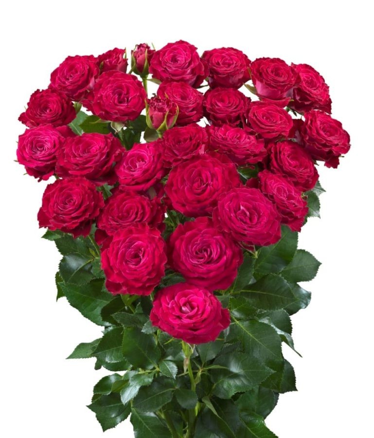 Spray roses Colleen 50 A1 HERITAGE FLOWERS LTD KE buy wholesale on M-Flowers