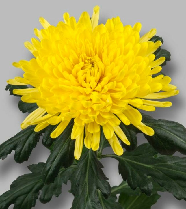 Chr G Pjotr yellow 70 A1 Decorum Netherlands buy wholesale on M-Flowers