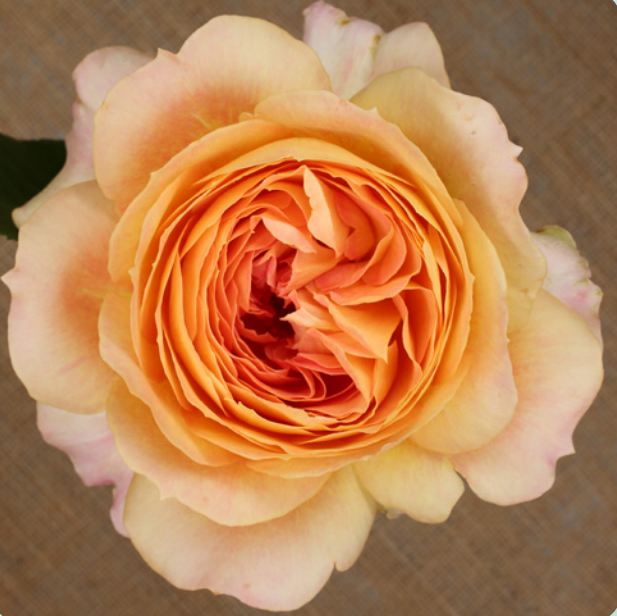 Garden Rose Caramel Antike peach 40 A1 Alexandra Farms Colombia comprar al por mayor en M-Flowers