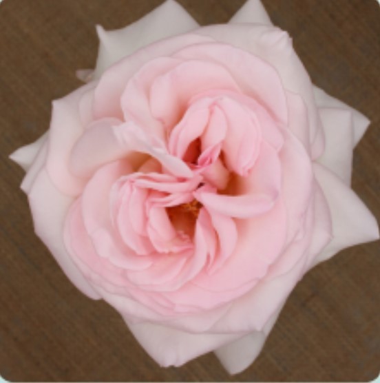 Garden Rose Prince Jardinier light-pink 50 A1 Tambuzi Limited Kenya comprar al por mayor en M-Flowers