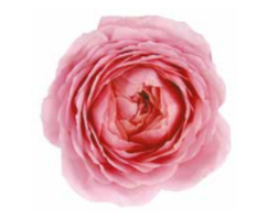 Garden Rose Romantic Antike 40 A1 Alexandra Farms CO comprar al por mayor en M-Flowers