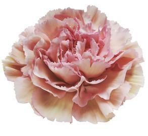 Carnation Creola multicolor 60 A1  Colombia купить оптом на M-Flowers