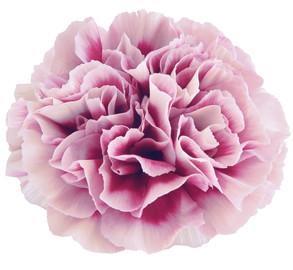 Carnation Hurricane 70 A1 Geoflora CO buy wholesale on M-Flowers