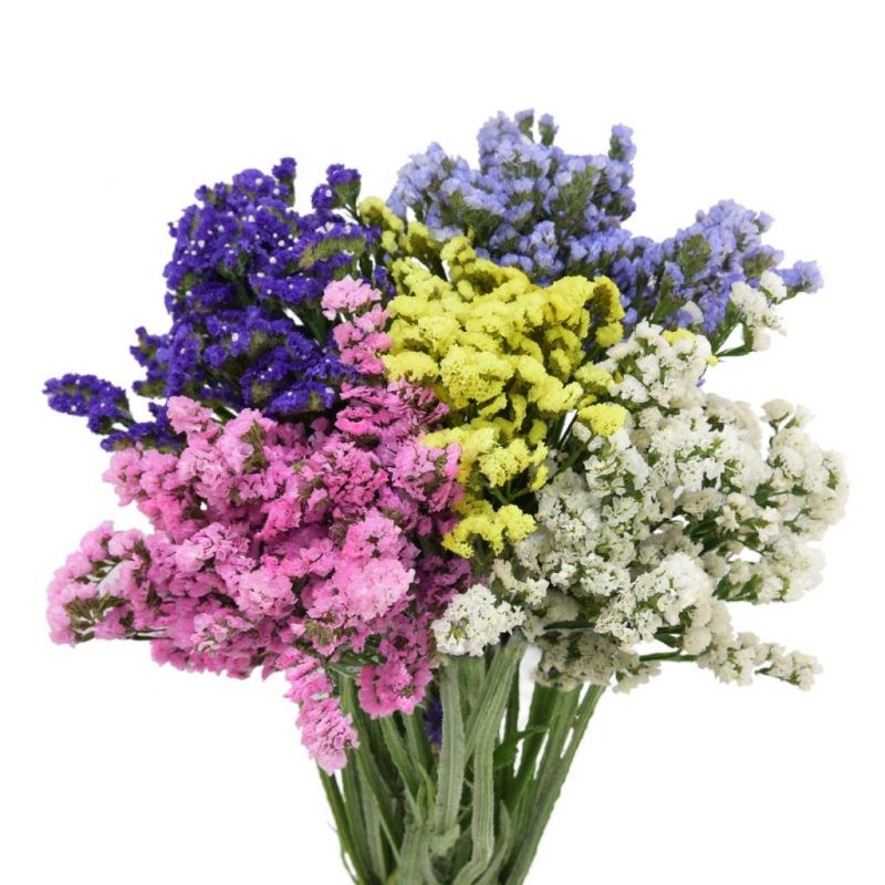 Limonium Mix multicolor 70 A1 FRESH EXCHANGE FZCO Kenya buy wholesale on M-Flowers