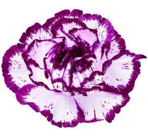 Carnation Bacarat multicolor 70 A1 KM FLOWERS Ecuador купить оптом на M-Flowers