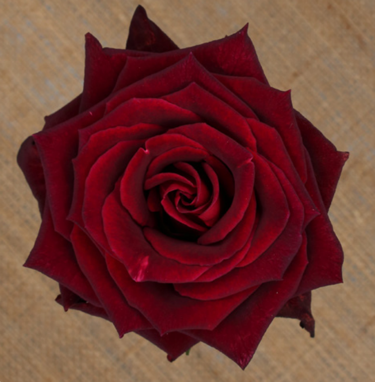 Garden Rose Black Baccara burgundy 53 A1 Garden Rose Black Baccara 53 A1 TAMBUZI LTD KE comprar al por mayor en M-Flowers
