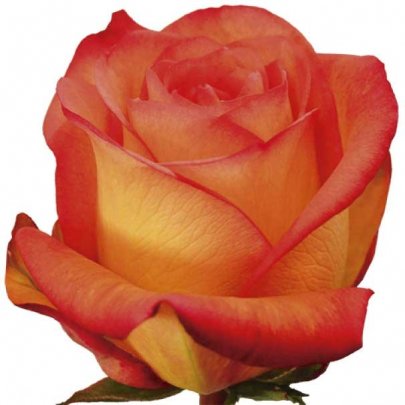 Rose Skyfire multicolor 50 A1 Flower Village Ecuador buy wholesale on M-Flowers