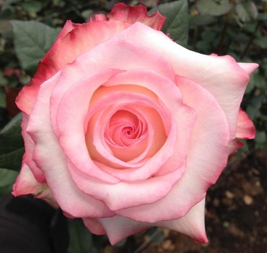 Garden Rose Joyce 50 A1 TAMBUZI LTD KE buy wholesale on M-Flowers