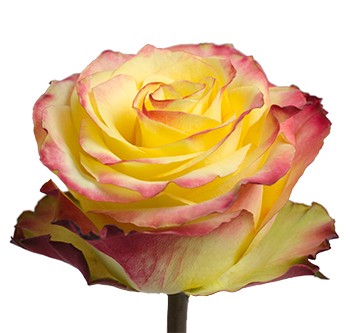 Rose News Flash 80 A1 Attar Roses EC buy wholesale on M-Flowers