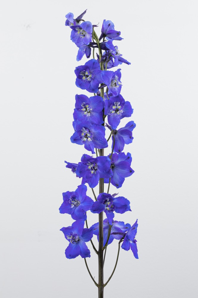Delphinium SEA WALTZ 70 A1 ROYAL FLOWERS EC buy wholesale on M-Flowers