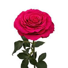 Rose hotspot 50 A1 Paramo Roses EC buy wholesale on M-Flowers