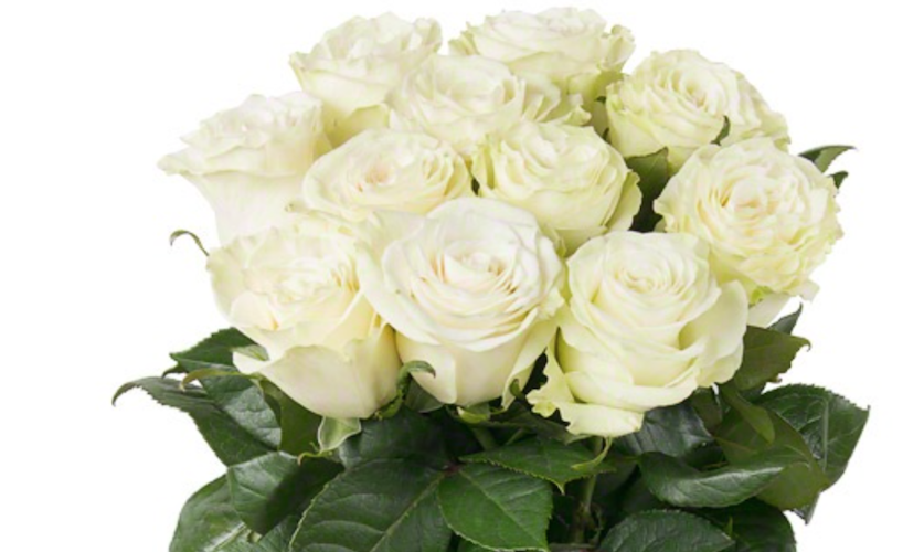 Rose Artica multicolor 50 A1 Sani Roses Ecuador comprar al por mayor en M-Flowers