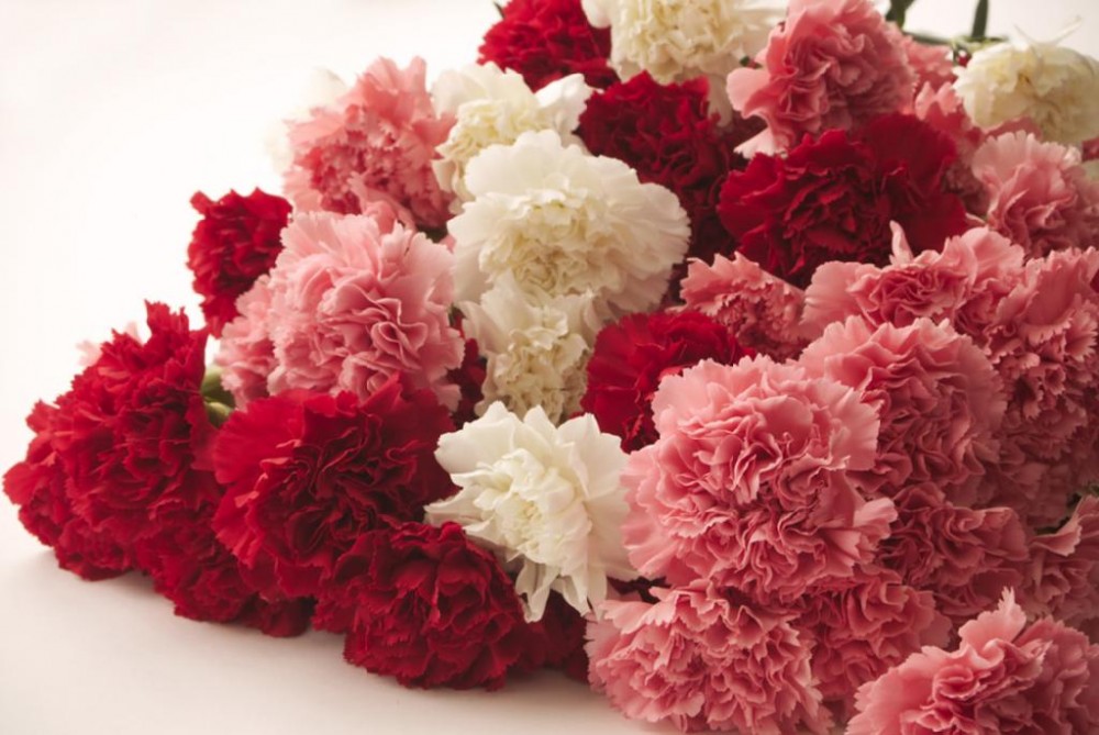 Spray Carnation Mix multicolor 65 A1 QUALIFERUS Russia comprar al por mayor en M-Flowers