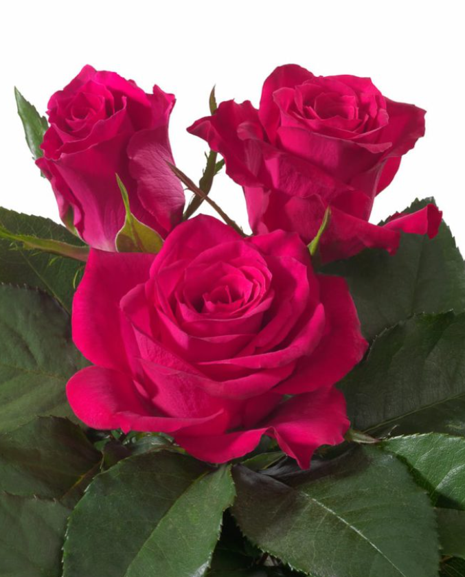 Rose Primio 40 A1 WINCHESTER FARM LTD (Mzurie) KE buy wholesale on M-Flowers