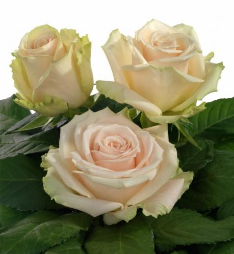 Rose Lady Suzanna multicolor 60 A1 Mzurrie Flowers Kenya buy wholesale on M-Flowers