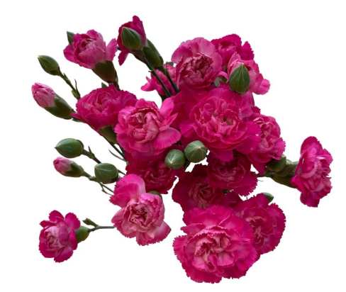 Spray Carnation Weekend 50 A1 GOLDEN TULIP FARMS LIMITED KE buy wholesale on M-Flowers
