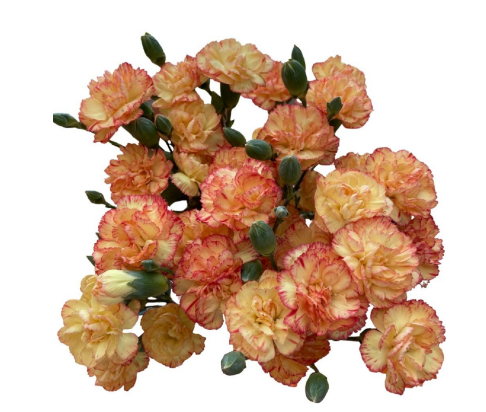 Spray Carnation Ivana Orange 60 A1 Geoflora CO buy wholesale on M-Flowers