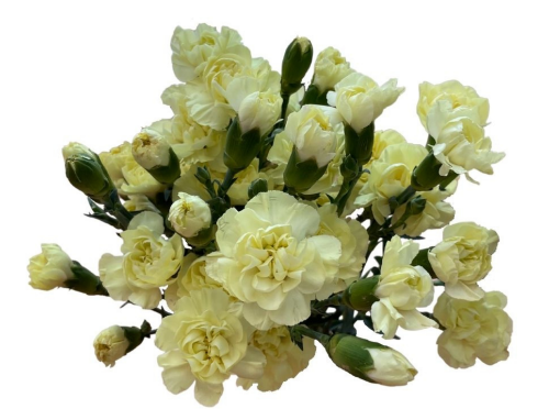 Spray Carnation Vertigo yellow 60 A1 Batian Spray Carnation Vertigo 60 A1 GOLDEN TULIP FARMS LIMITED KE buy wholesale on M-Flowers