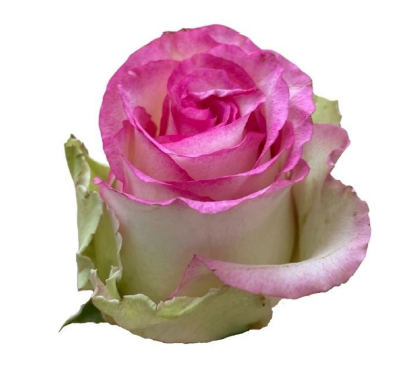 Rose Pink Ice 40 A1 KAREN ROSES LTD KE buy wholesale on M-Flowers