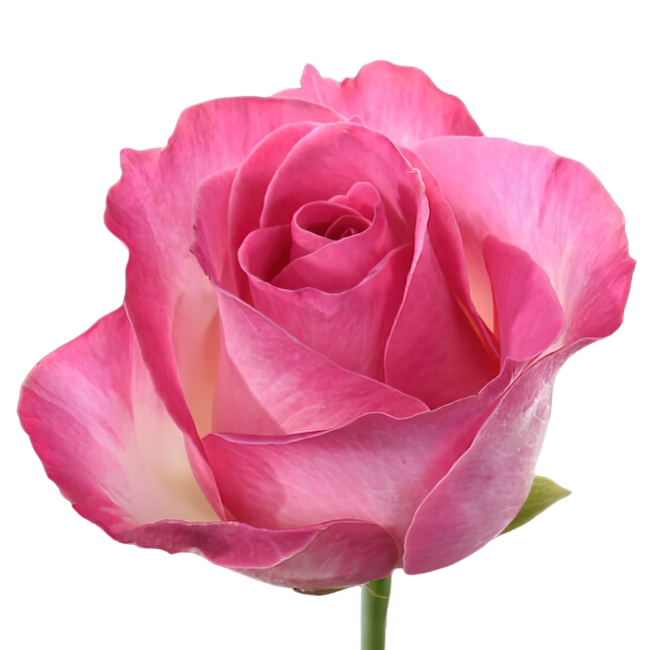 Rose Selina 35 A1 EVERFLORA LIMITED KE buy wholesale on M-Flowers