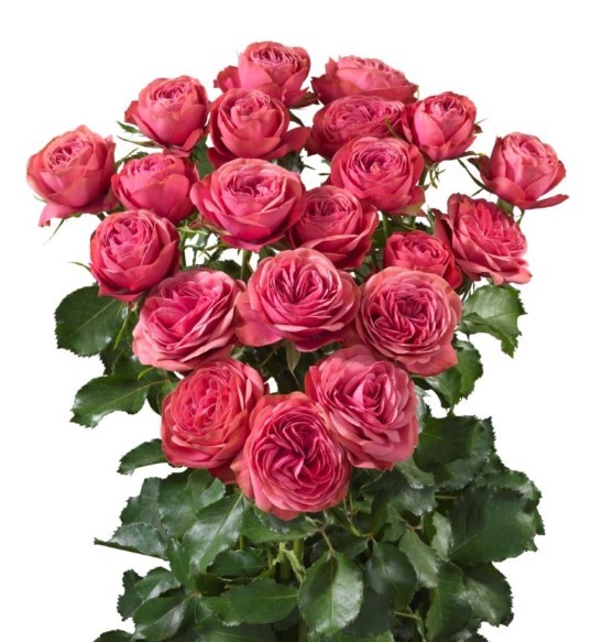 Garden Spray Rose Grand Trendsetter dark-pink 40 A1 Sian Roses Kenya buy wholesale on M-Flowers