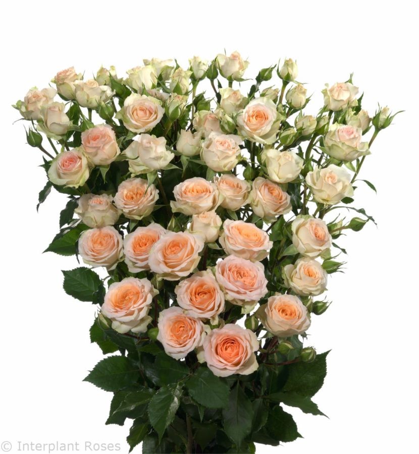 Spray roses Rosanella cream 40 A1  Kenya buy wholesale on M-Flowers