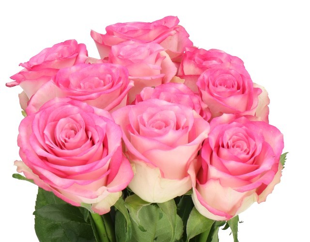 Rose Pink Swirl 40 A1 HERITAGE FLOWERS LTD KE comprar al por mayor en M-Flowers