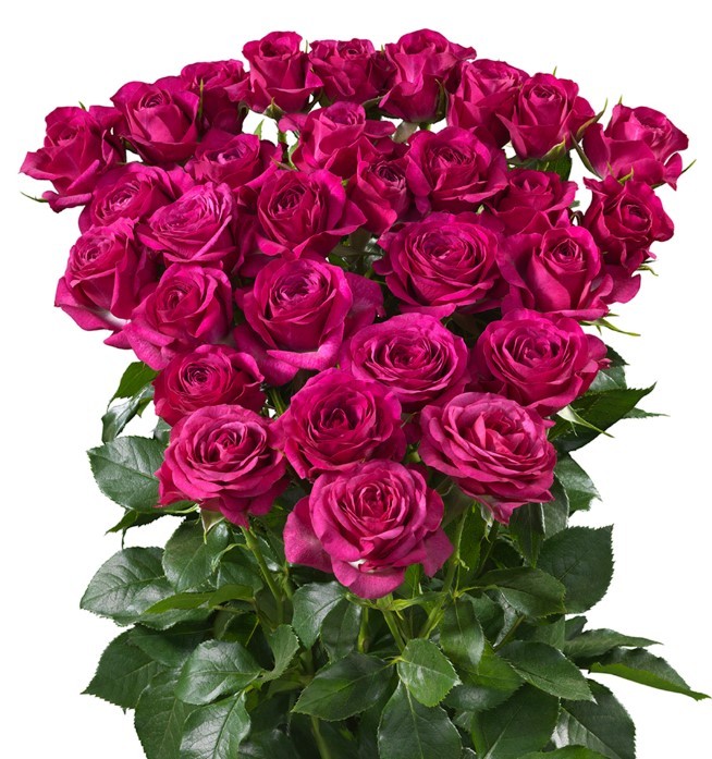 Cerise Spray Roses with Lisinthus Delightful Box Cerise Spray Roses with Lisinthus Delightful Box